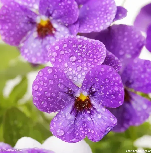  عکس های گل بنفشه زیبا برای پروفایل