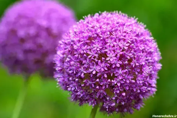  عکس های گل بنفشه زیبا برای پروفایل