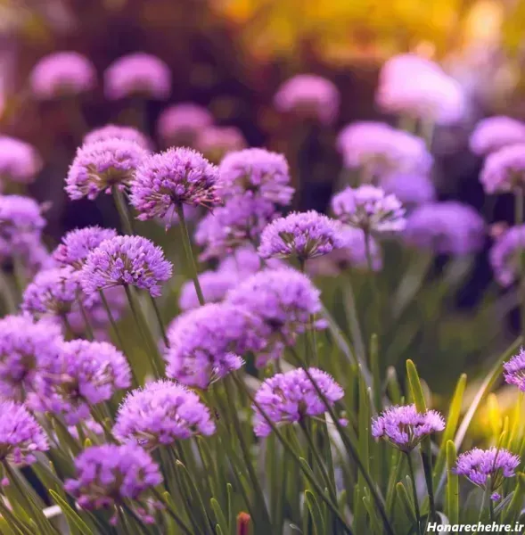  عکس های گل بنفشه زیبا برای پروفایل