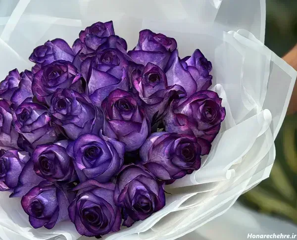  عکس های گل بنفشه زیبا برای پروفایل