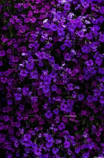  عکس های گل بنفشه زیبا برای پروفایل