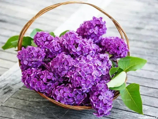  عکس های گل بنفشه زیبا برای پروفایل