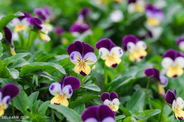  عکس گل بنفشه برای پروفایل واتساپ