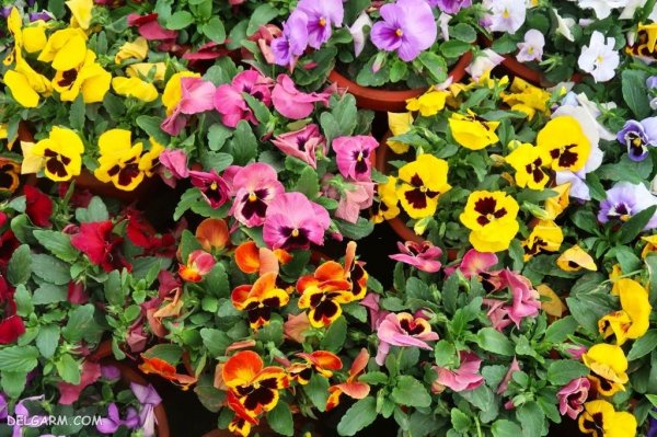  عکس گل بنفشه برای پروفایل واتساپ