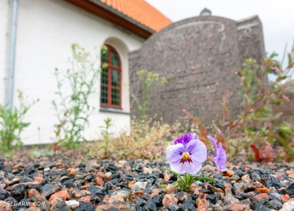  عکس گل بنفشه برای پروفایل واتساپ