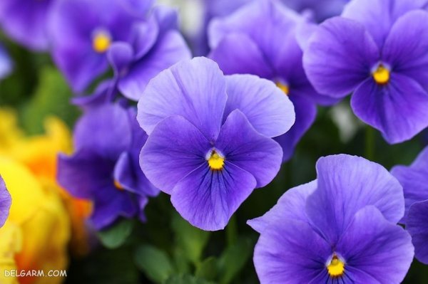  عکس گل بنفشه برای پروفایل واتساپ