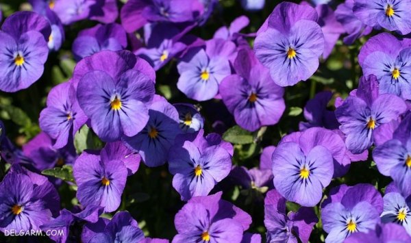  عکس گل بنفشه برای پروفایل واتساپ