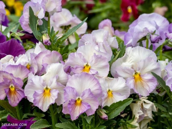  عکس گل بنفشه برای پروفایل واتساپ