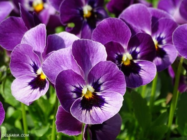  عکس گل بنفشه برای پروفایل واتساپ