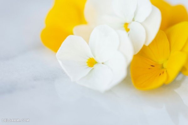  عکس گل بنفشه برای پروفایل واتساپ