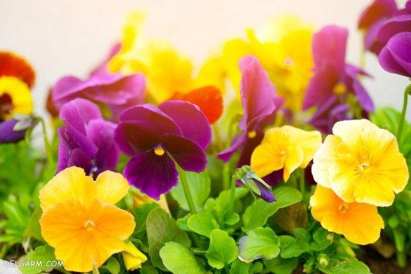  عکس گل بنفشه برای پروفایل واتساپ