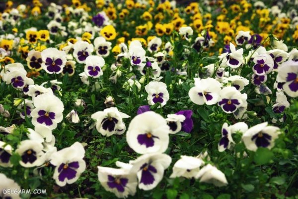  عکس گل بنفشه برای پروفایل واتساپ