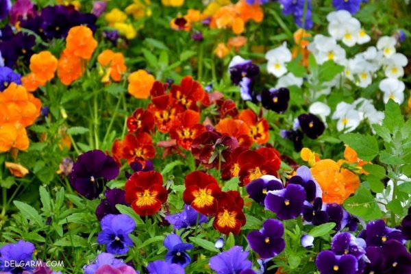  عکس گل بنفشه برای پروفایل واتساپ