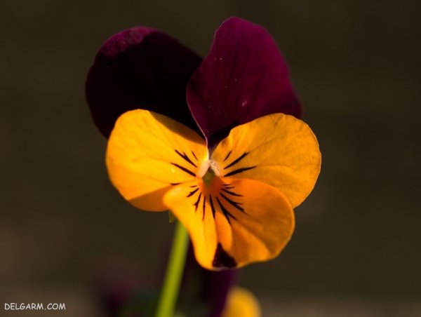  عکس گل بنفشه برای پروفایل واتساپ