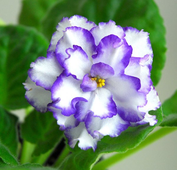  عکس گل بنفشه آفریقایی