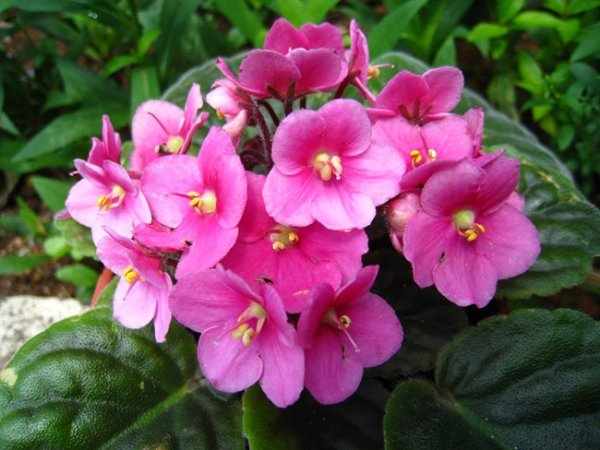  عکس گل بنفشه آفریقایی