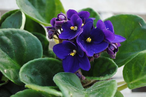  عکس گل بنفشه آفریقایی