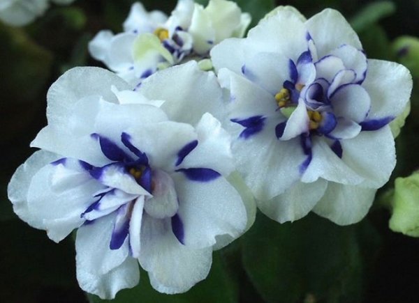  عکس گل بنفشه آفریقایی