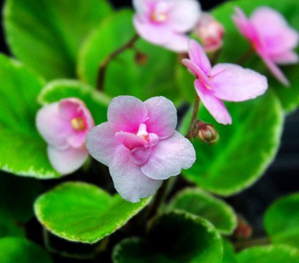  عکس گل بنفشه آفریقایی