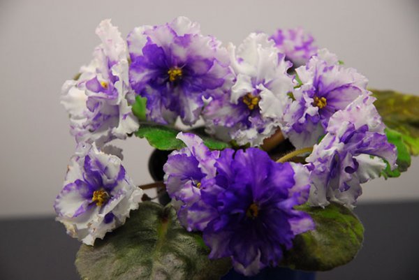  عکس گل بنفشه آفریقایی