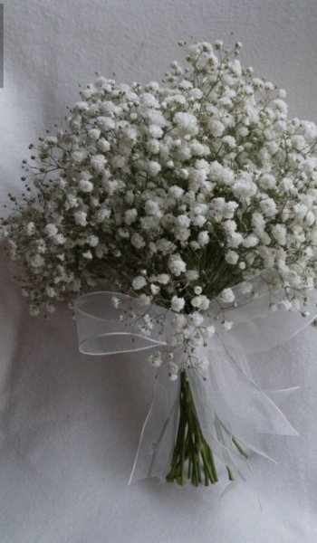  عکس گل آلاله برای پروفایل