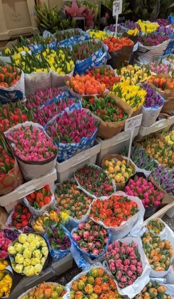  عکس گل آلاله برای پروفایل