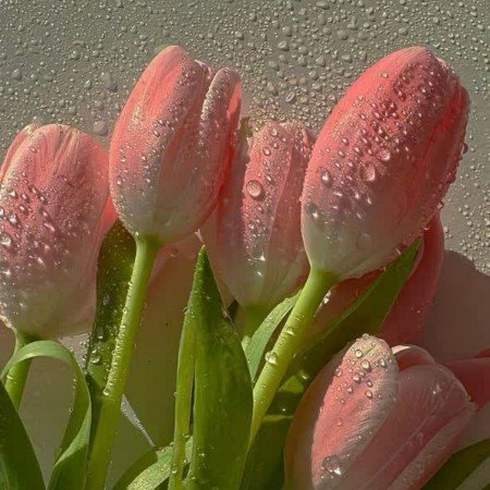  عکس گل آلاله برای پروفایل