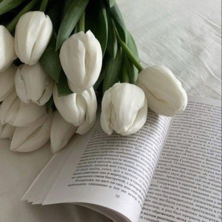  عکس گل آلاله برای پروفایل