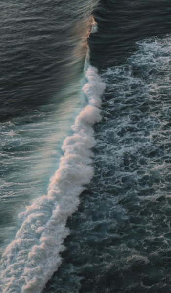  عکس گل آلاله برای پروفایل