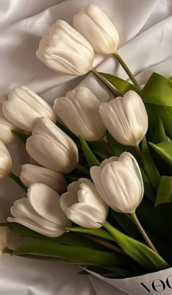  عکس گل آلاله برای پروفایل