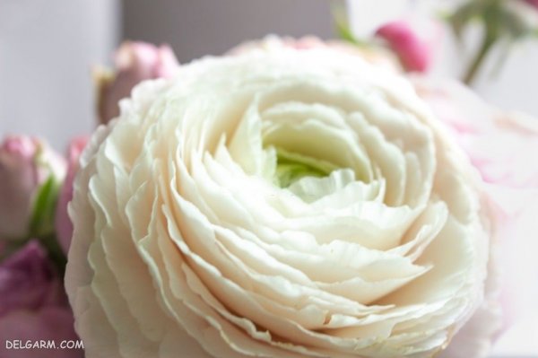  عکس انواع گل آلاله برای استوری