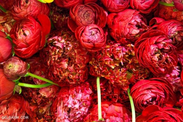  عکس انواع گل آلاله برای استوری