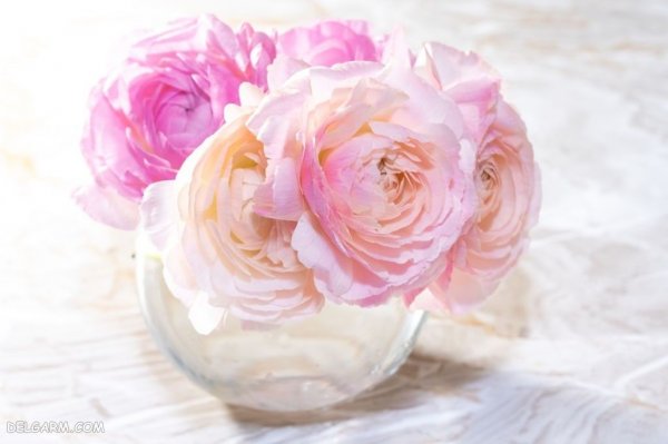  عکس انواع گل آلاله برای استوری