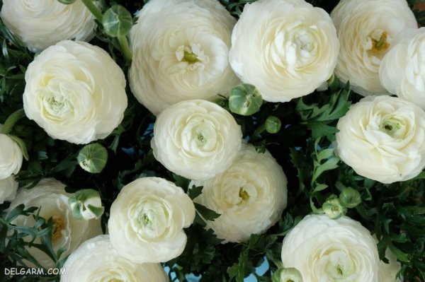  عکس انواع گل آلاله برای استوری