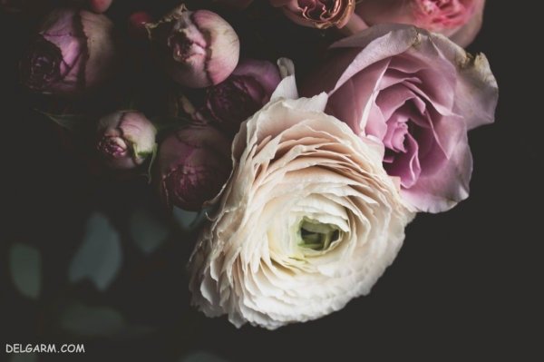  عکس انواع گل آلاله برای استوری