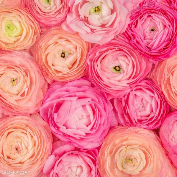  عکس انواع گل آلاله برای استوری