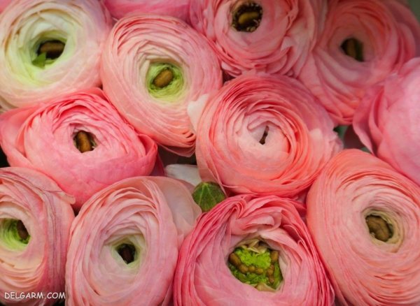  عکس انواع گل آلاله برای استوری