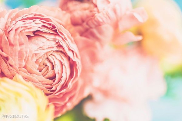  عکس انواع گل آلاله برای استوری