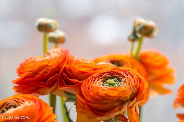  عکس انواع گل آلاله برای استوری