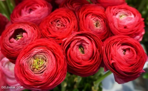  عکس انواع گل آلاله برای استوری