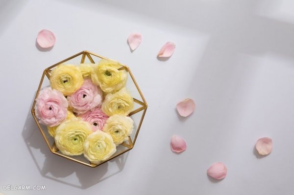  عکس انواع گل آلاله برای استوری