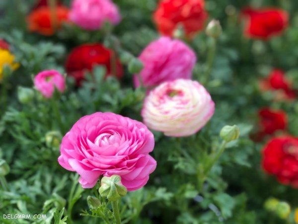  عکس انواع گل آلاله برای استوری