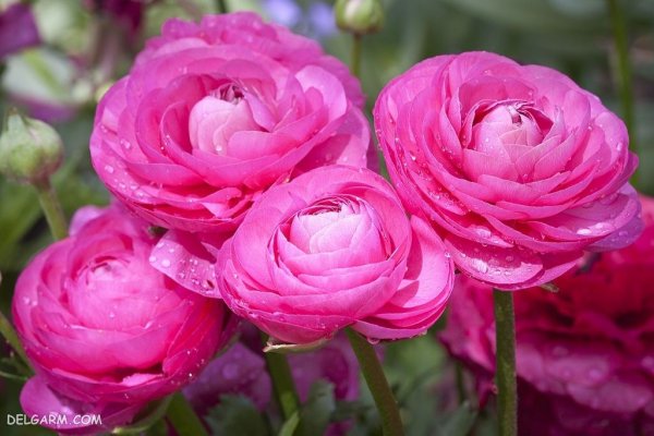  عکس انواع گل آلاله برای استوری