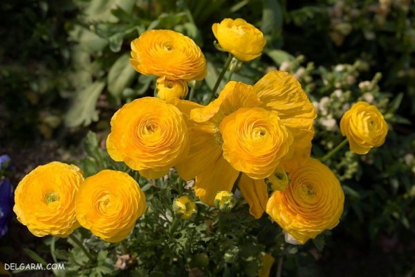  عکس انواع گل آلاله برای استوری