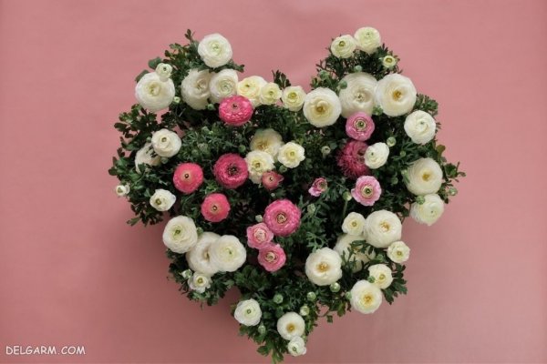  عکس انواع گل آلاله برای استوری