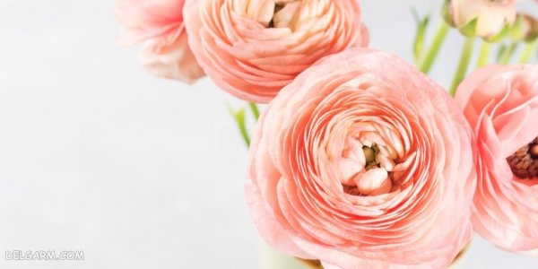  عکس انواع گل آلاله برای استوری