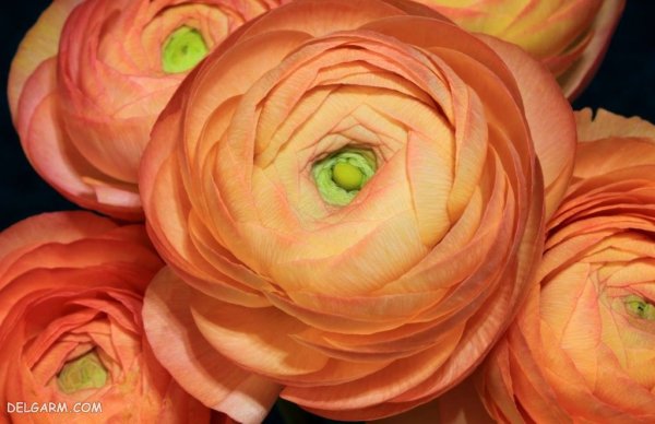  عکس انواع گل آلاله برای استوری