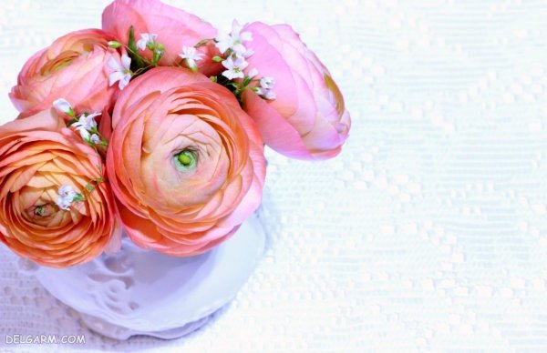  عکس انواع گل آلاله برای استوری