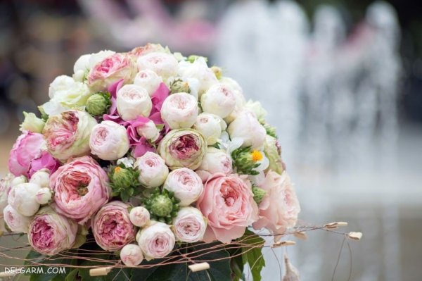  عکس انواع گل آلاله برای استوری