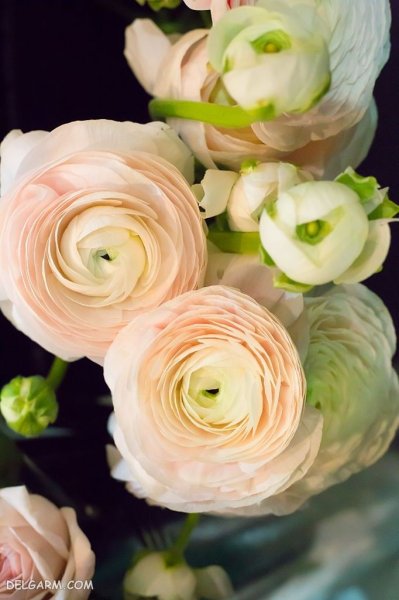  عکس انواع گل آلاله برای استوری